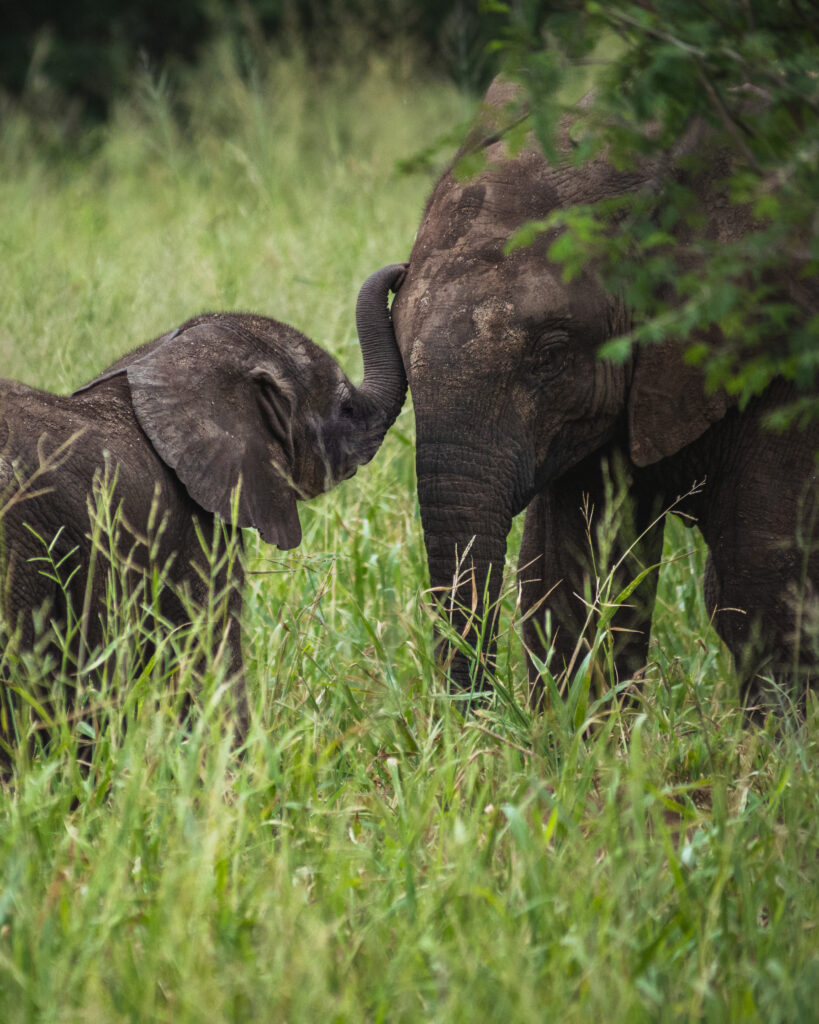 a mother and baby elephant in kruger national park
